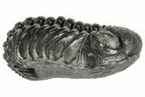Long, Curled Morocops Trilobite - Morocco #323510-1